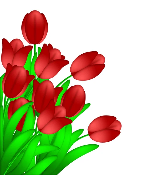 白い背景上に分離されて赤いチューリップの花の束 — ストック写真