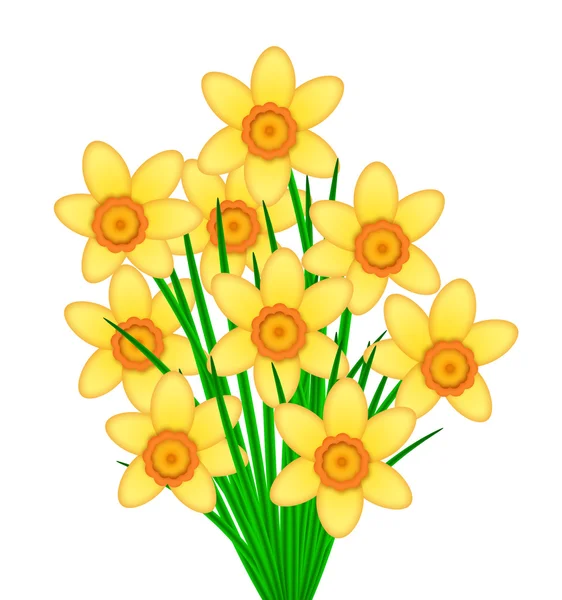 Amarelo Daffodil Flores Bunch — Fotografia de Stock