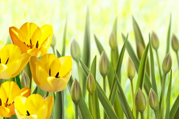Virágágy tulipánnal — Stock Fotó