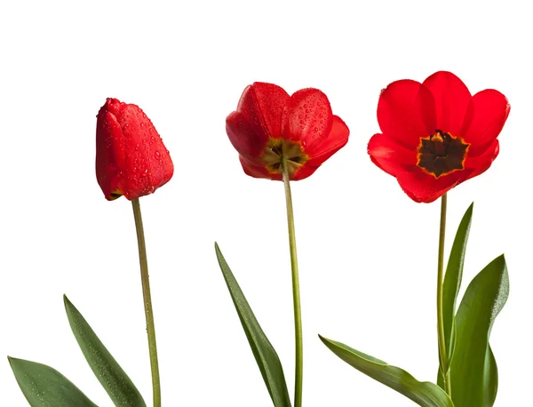 Trzy tulipany — Zdjęcie stockowe