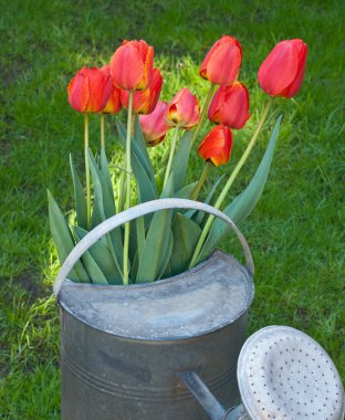 Tulips clipart