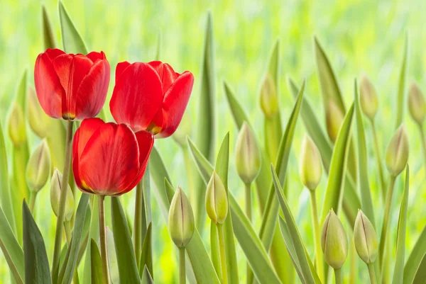 Cama de flores con tulipanes — Foto de Stock