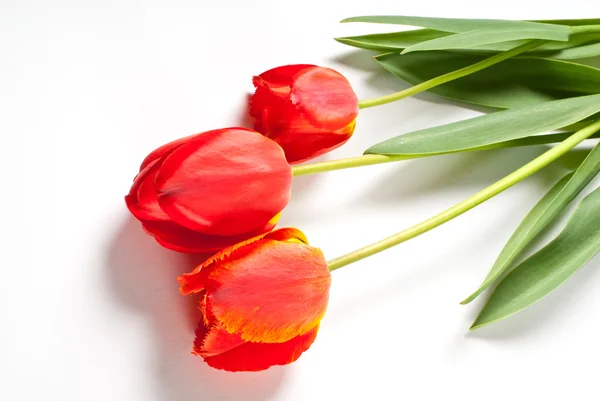 Tulipán elszigetelt — Stock Fotó