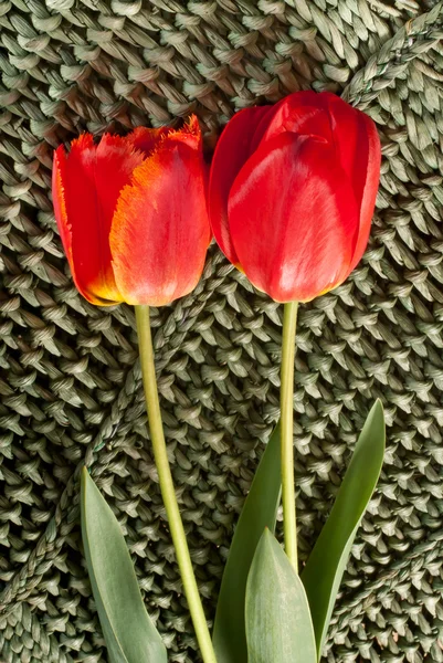 Tulipán — Stock Fotó