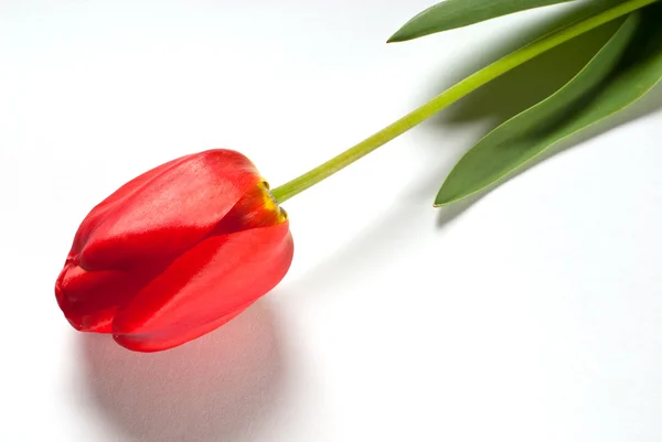 A tulipán — Stock Fotó