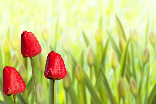 Květinová postel s tulipány — Stock fotografie