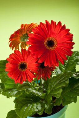 Gerbera