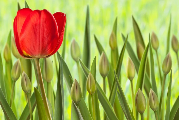 Flor de cama com tulipas — Fotografia de Stock