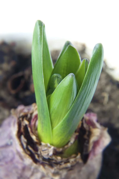 stock image Bud of Hyacinth