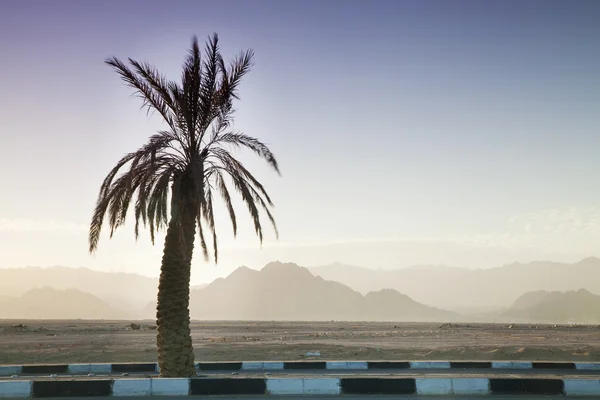 Palme und Sinai-Berge dahinter — Stockfoto