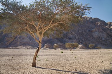 Landscape of Sinai, Egypt, North Africa clipart