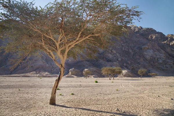 Landskab i Sinai, Egypten, Nordafrika - Stock-foto
