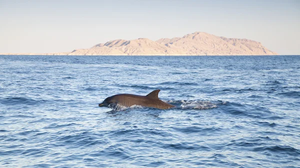 Dolphin in beautiful scenery — Stock Photo, Image