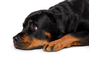 Genç rottweiler portresi