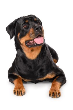 Genç rottweiler portresi