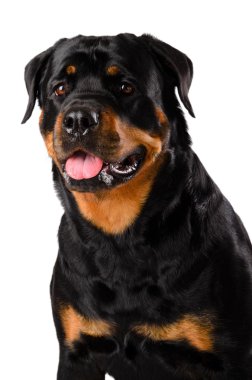 Genç rottweiler portresi