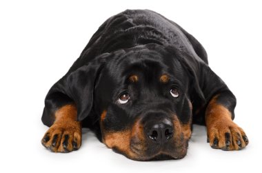 Portrait of young Rottweiler clipart