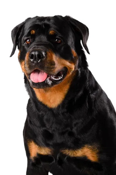 Ritratto del giovane Rottweiler — Foto Stock