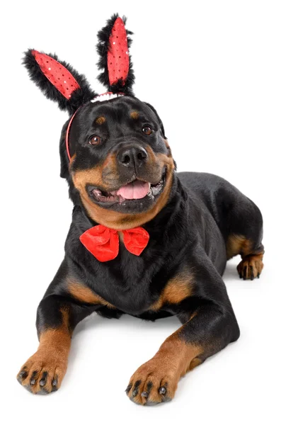 Húsvéti nyuszi Rottweiler — Stock Fotó