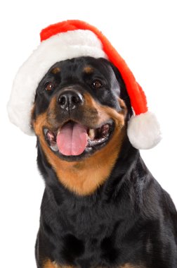 Santa Rottweiler