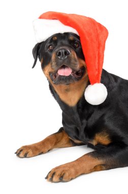 Santa Rottweiler