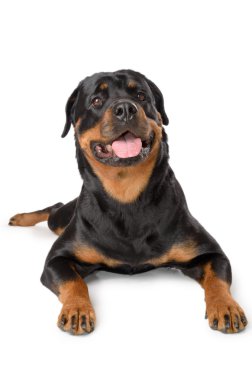 Genç rottweiler portresi