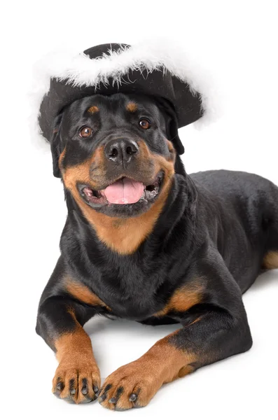 Young pirate Rottweiler — Stock Photo, Image