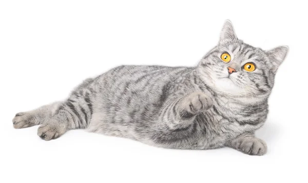 Geïsoleerde grijze kat — Stockfoto