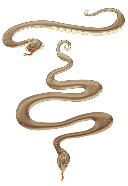 Kahverengi yılan — Stok fotoğraf