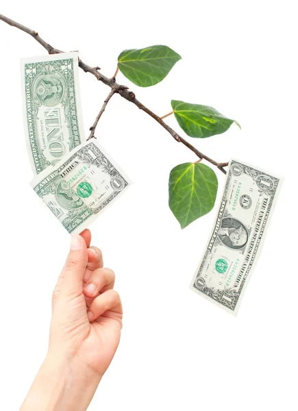 Ağaçtan büyüyen para — Stok fotoğraf