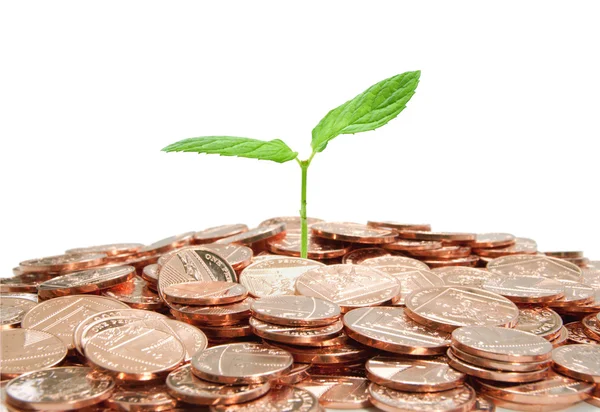 Plant and coins — Stock Photo, Image