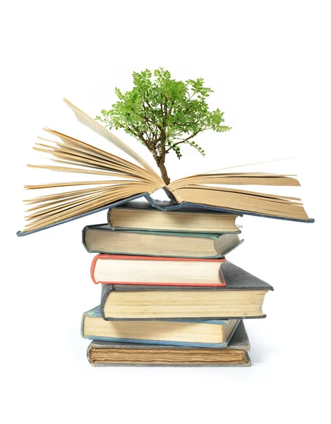 stock image Tree growing from book