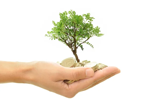 Árvore crescendo a partir de dinheiro — Fotografia de Stock