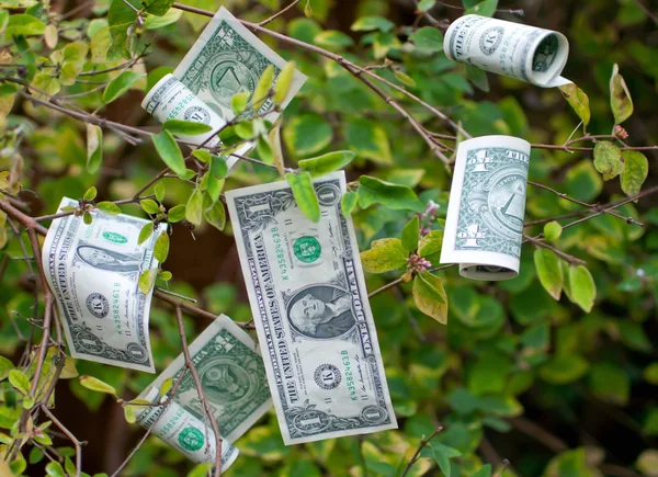 お金の木 — ストック写真