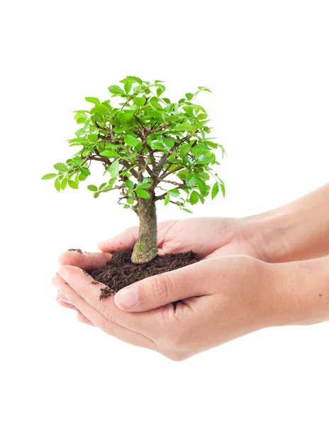Träd i ett händer — Stockfoto