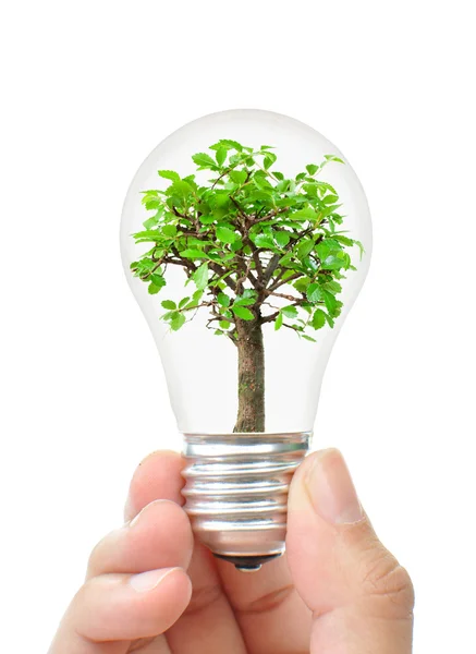Tree in a light bulb — Stock Photo, Image