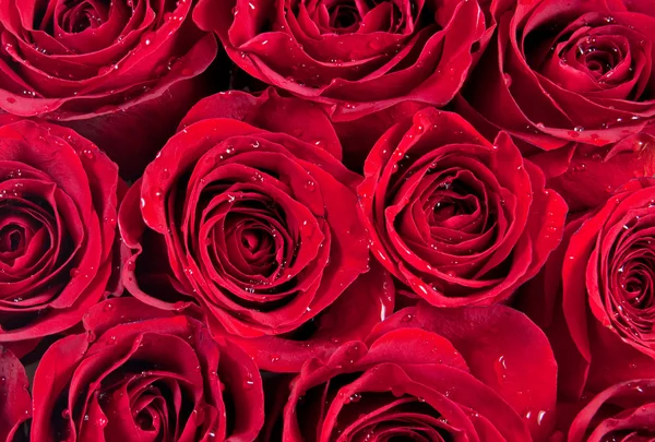 Rote Rosen — Stockfoto