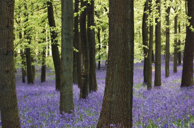 Bluebell halı