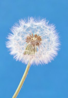 Dandelion clipart