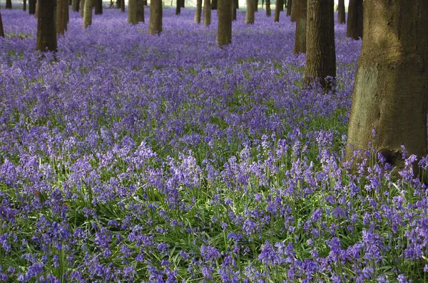 Sea of bluebells — Stock Photo, Image