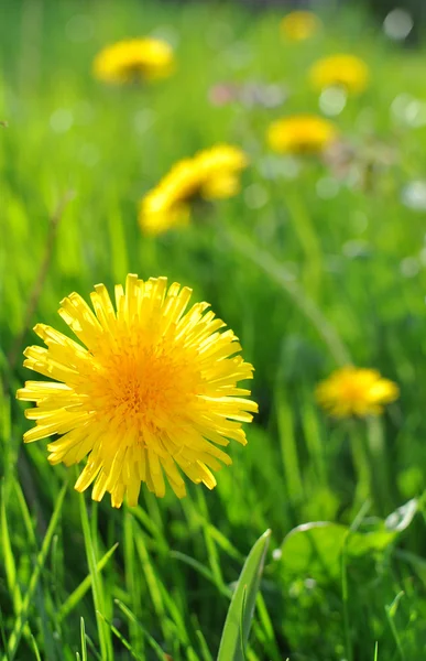 stock image Dandelion