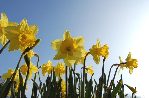 Spring daffodils — Stock Photo, Image