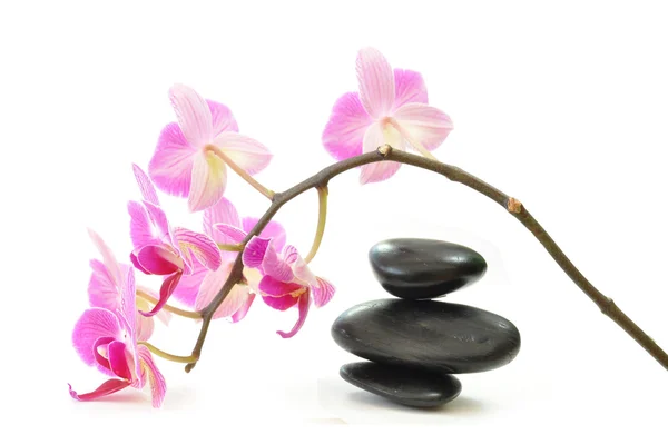 Orkide ve zen — Stok fotoğraf