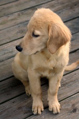 Sad Retriever Puppy clipart