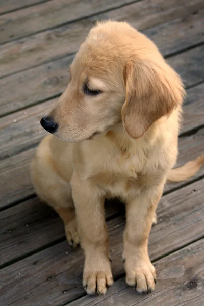 Üzgün retriever köpek yavrusu — Stockfoto