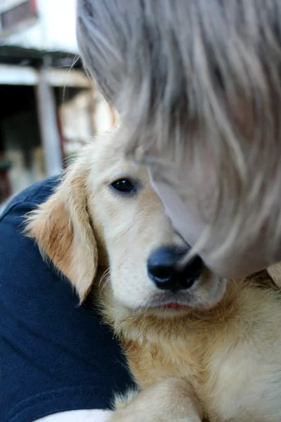 Мальчик-подросток целует золотого щенка — стоковое фото