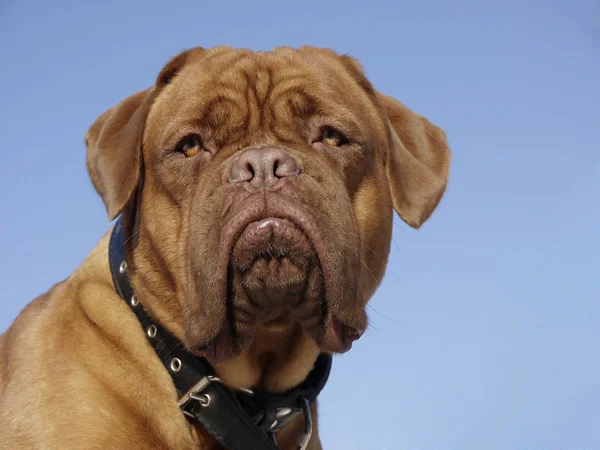 Portrait of Bordeaux dog — Stock Photo, Image