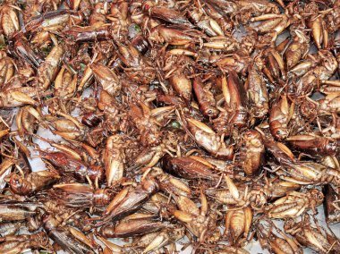 Fried crickets at food market in thailand clipart