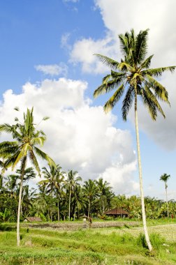 bali Endonezya tropikal peyzaj