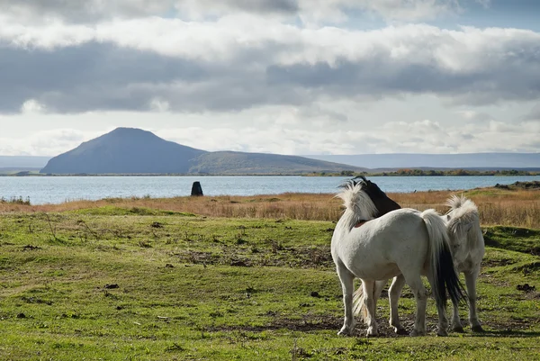 Ponys in der isländischen Landschaft — Stockfoto